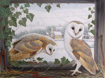 Barn Owls